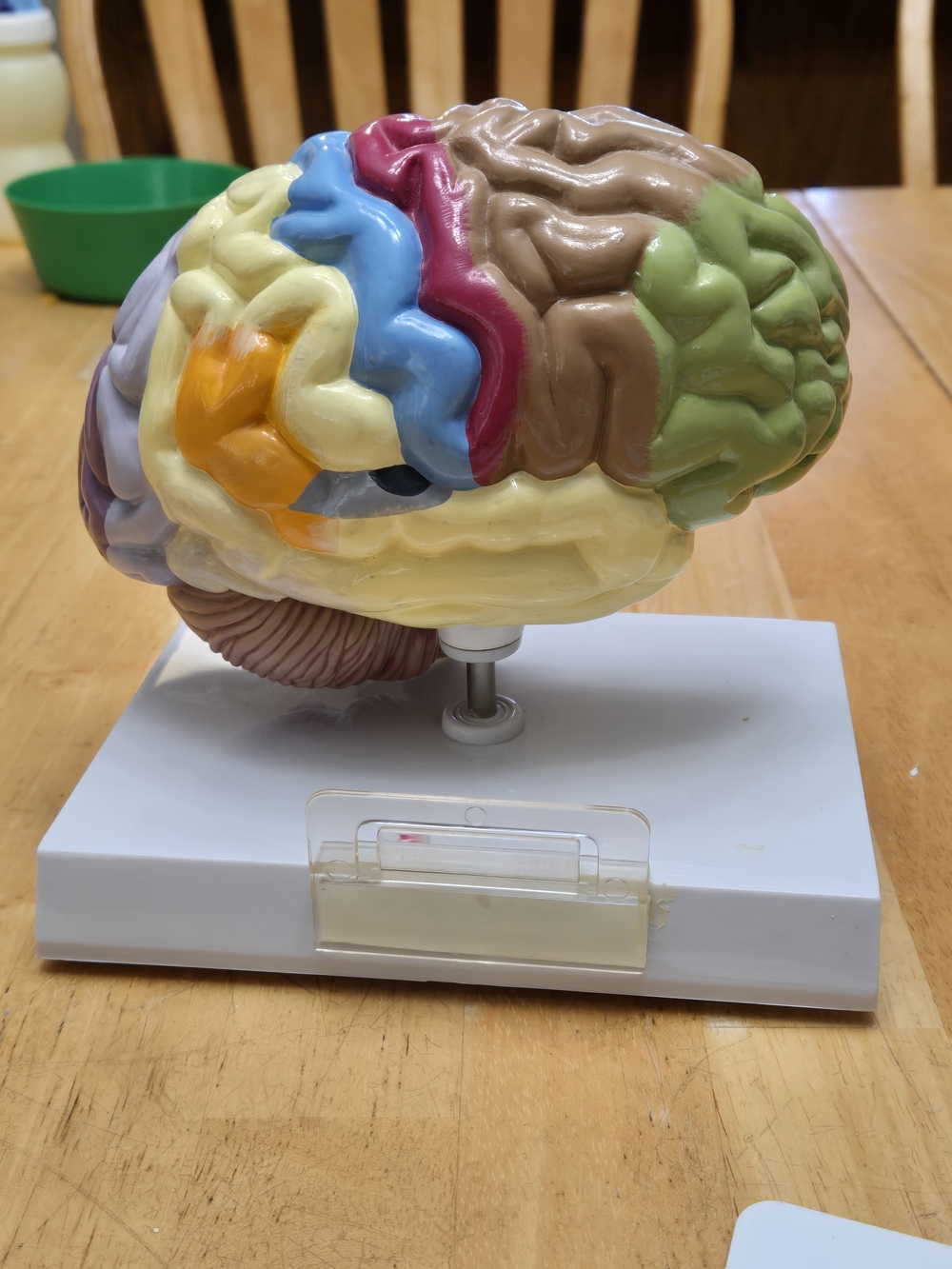 Educational  Brain Model - Multicolor - Picture 6 of 8